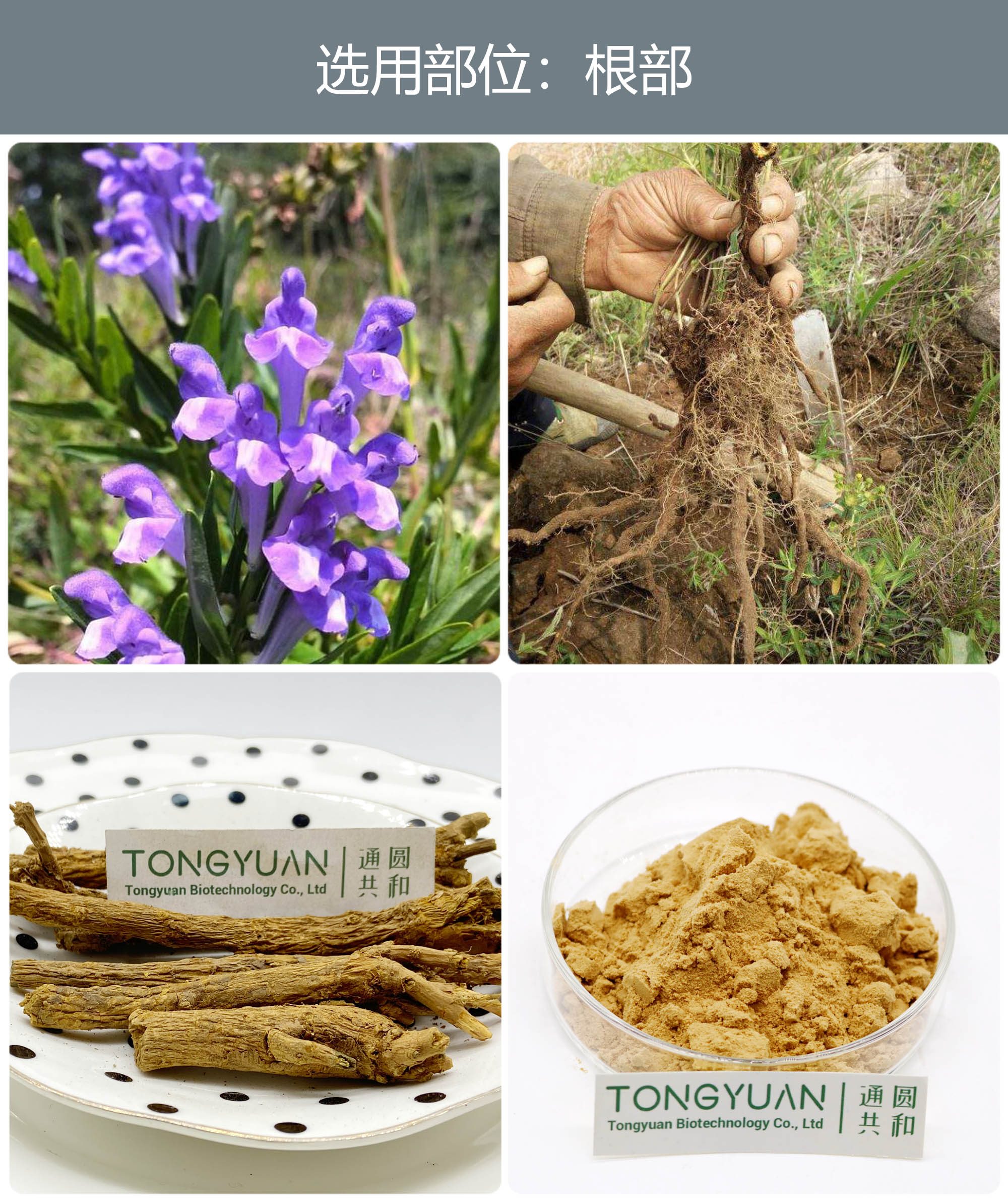 黃芩提取物 優質植物提取物引領健康食品新風尚